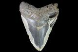 Bargain, Megalodon Tooth - North Carolina #83936-1